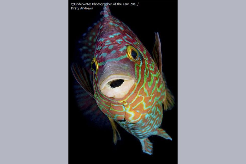 wrasse fish, The United Kingdom, oceans, award winner