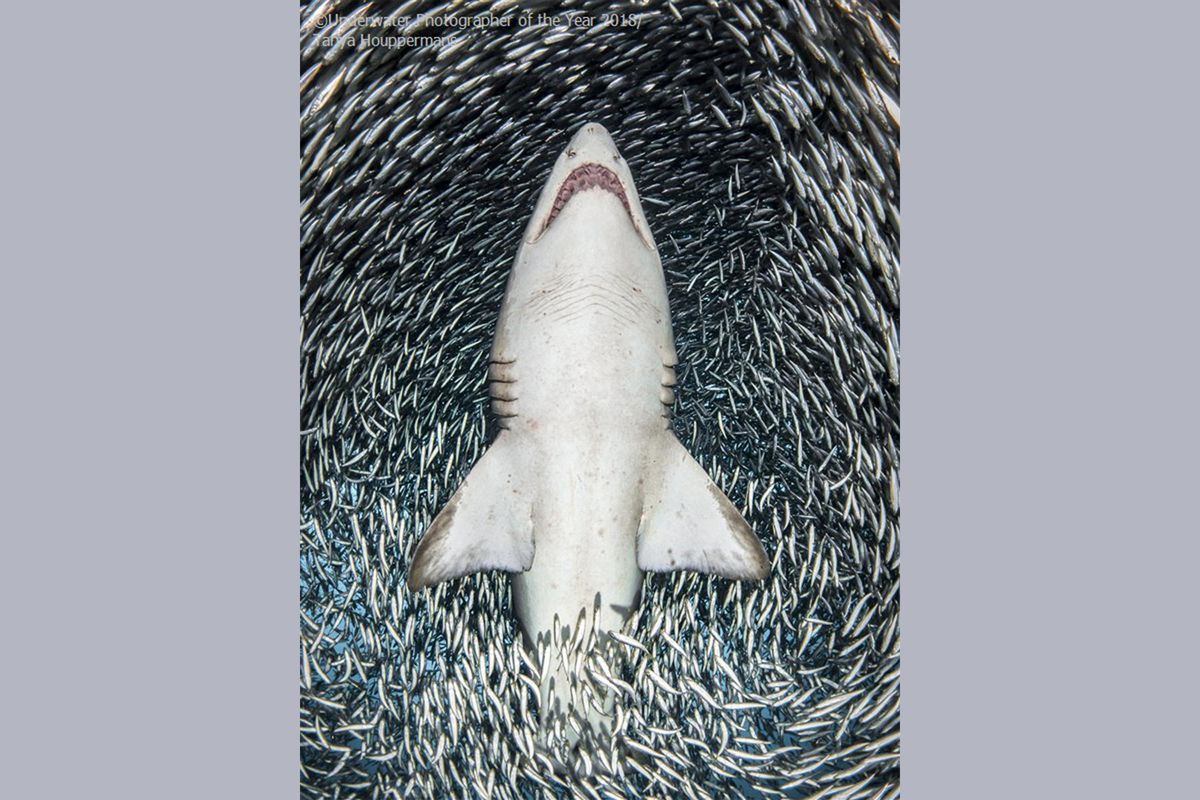 sand tiger sharks, docile, North Carolina, Ocean