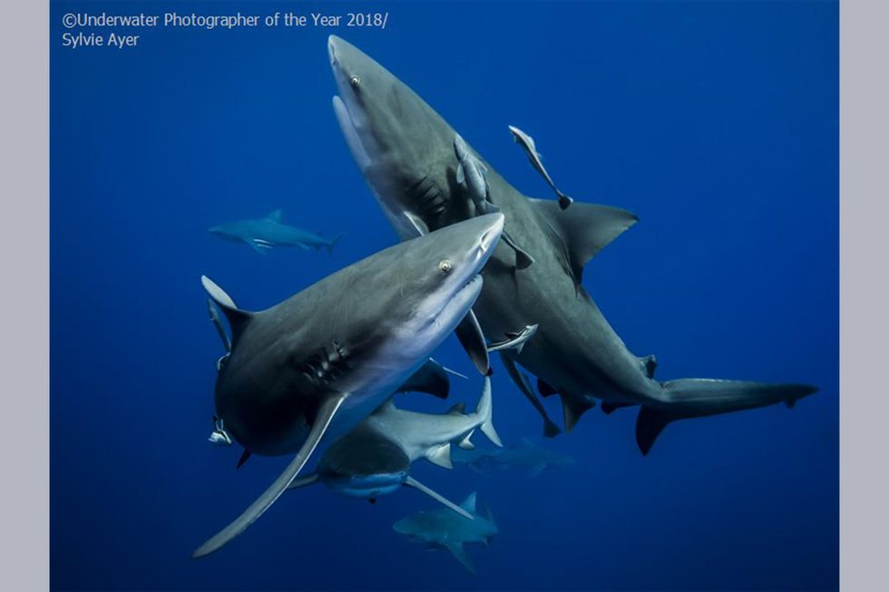 bull shark, deep sea, Mozambique, geography