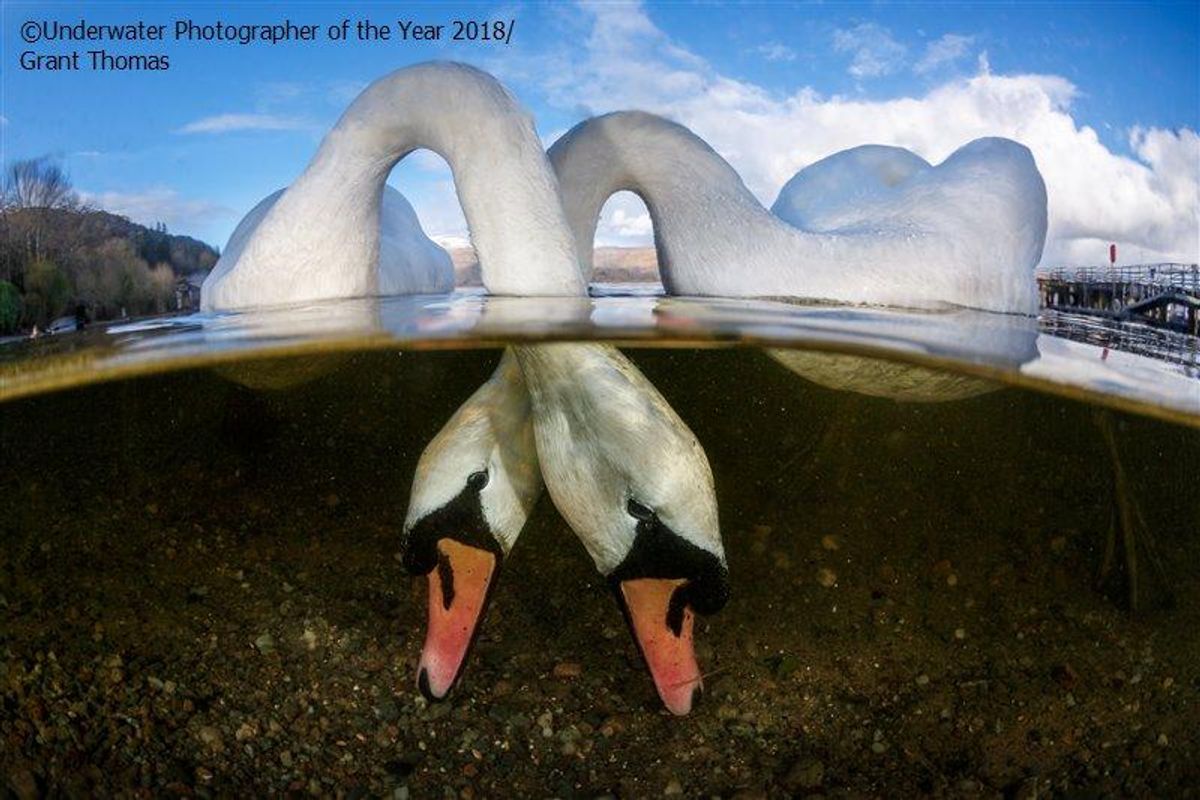 swans, Scotland, diving, eating