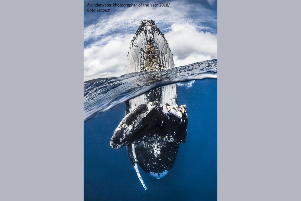 humpback whale, water mammals, gigantic animals, Tonga