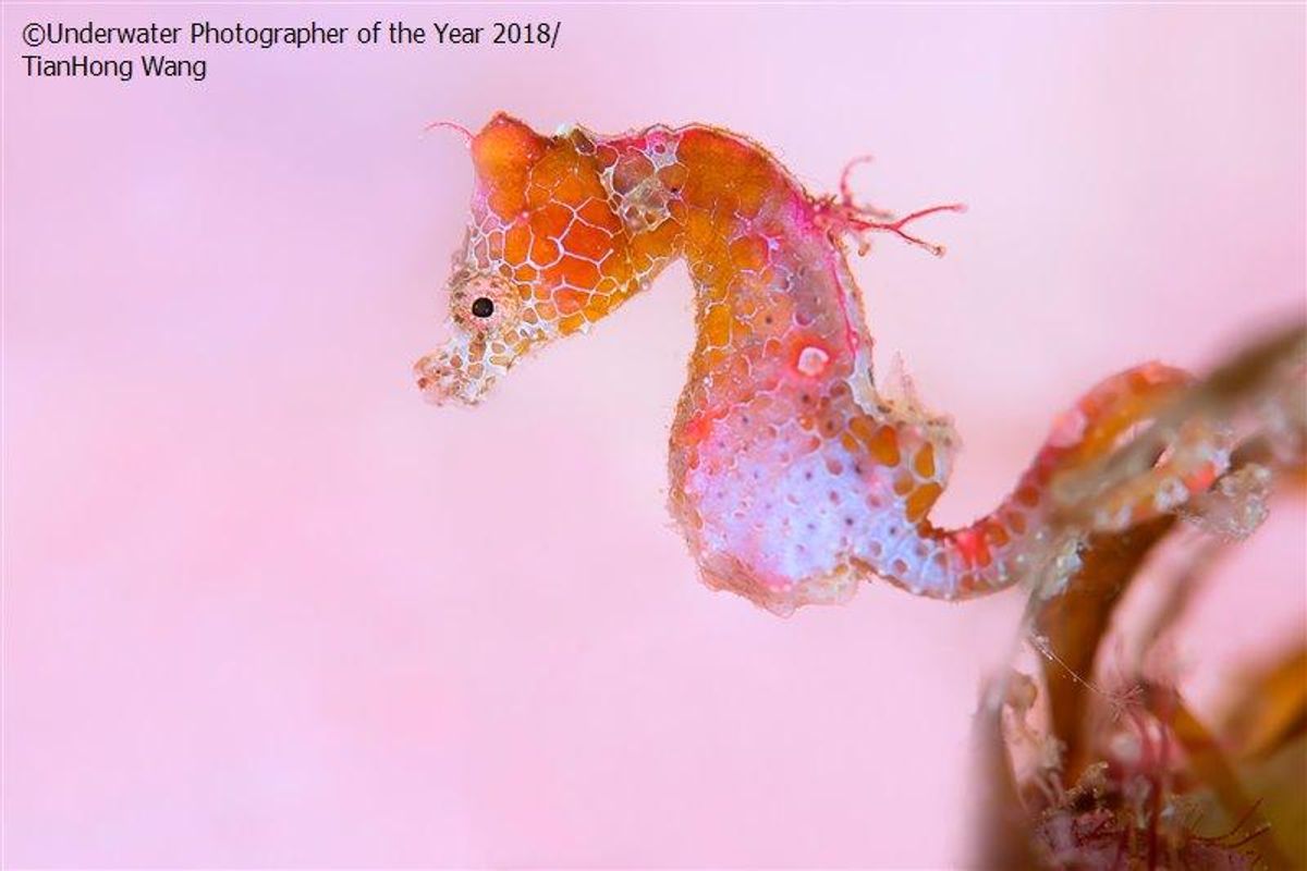 Japanese seahorse, blending, hiding, pink,