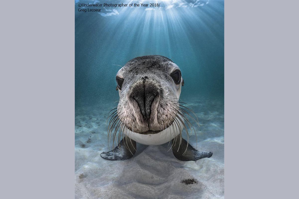 sea lions, Australia, endangered, nature