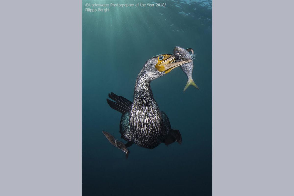 underwater birds, predator, fishing, Japan
