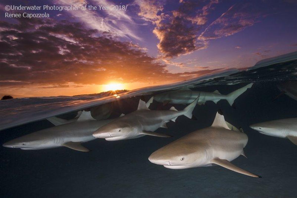 shark population, French Polynesia, travel, adventure