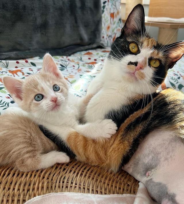 kitten hug cat mom