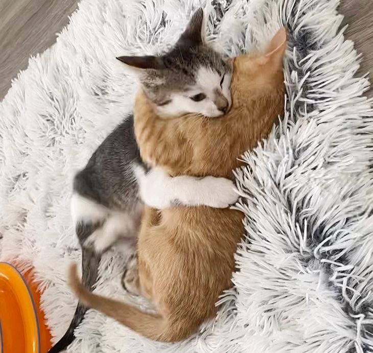 wrestle hug kittens