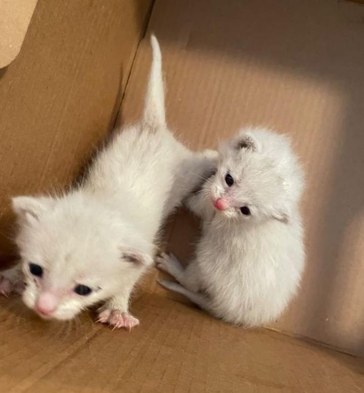 orphan kittens squeak adele