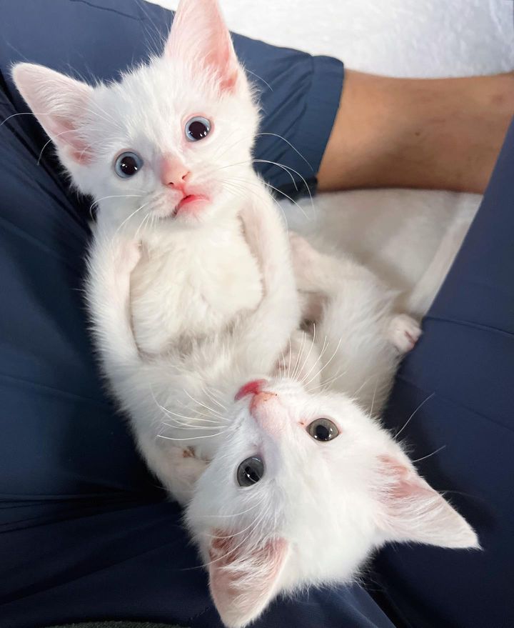 kittens lap snuggles
