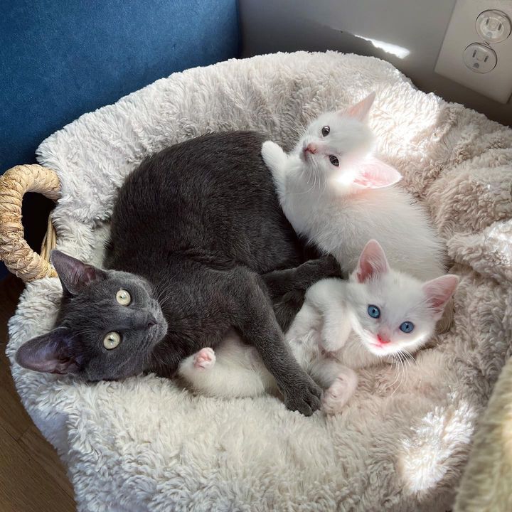 kittens snuggling cat