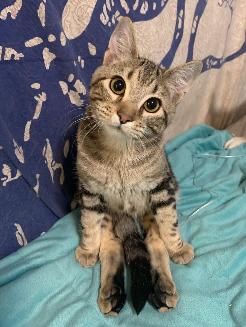 happy sitting tabby cat