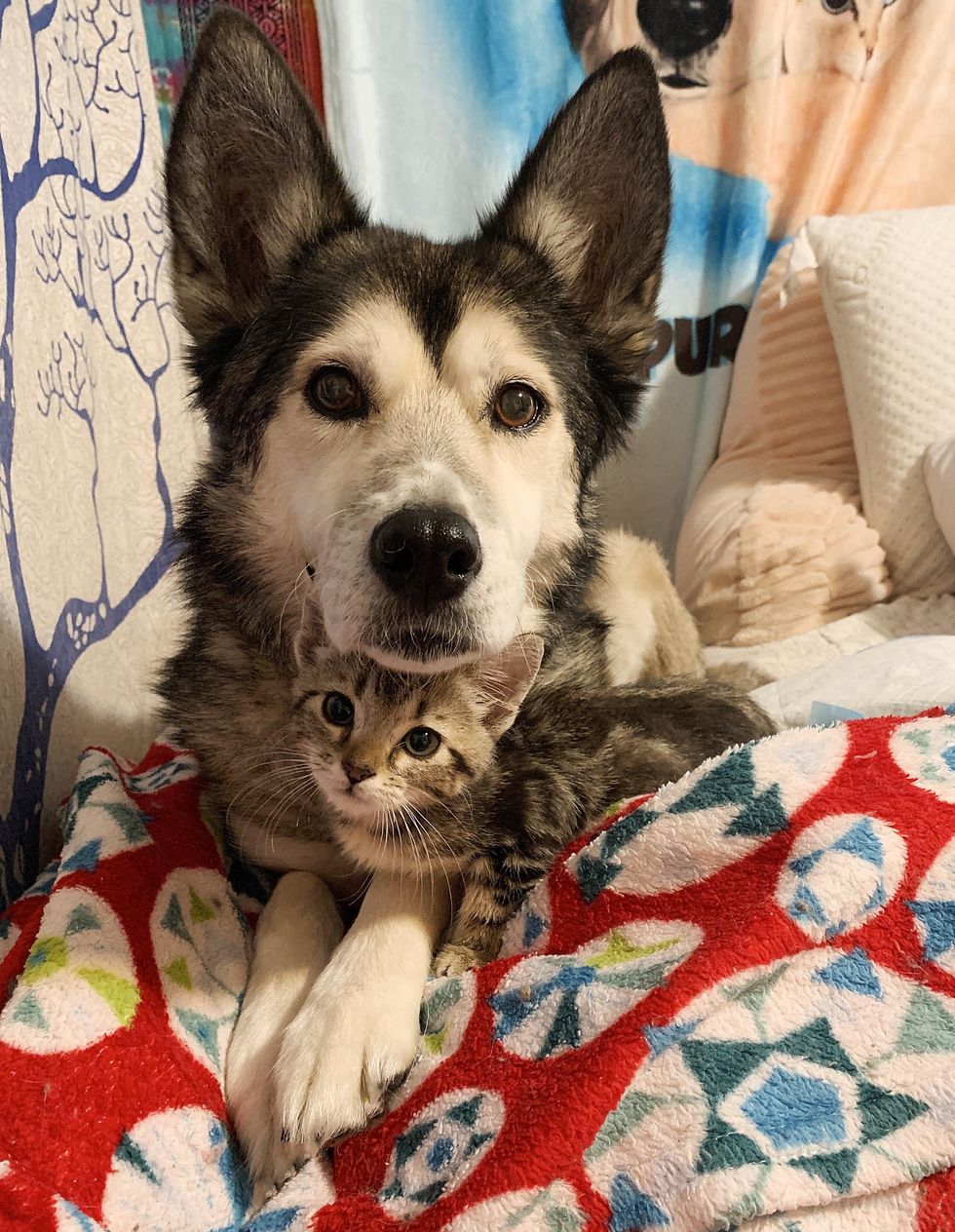 dog kitten snuggling