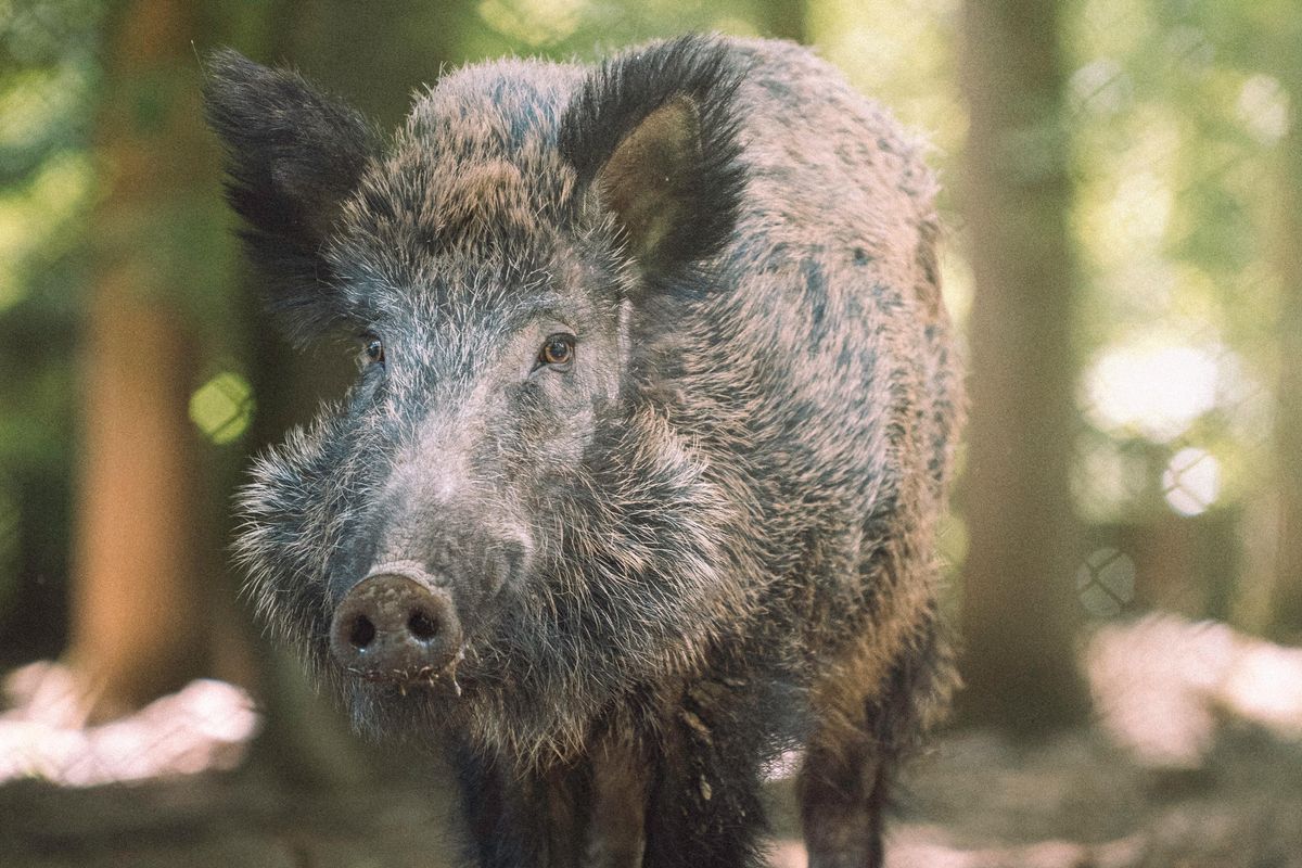 boars, pigs, wild animals, factory farming