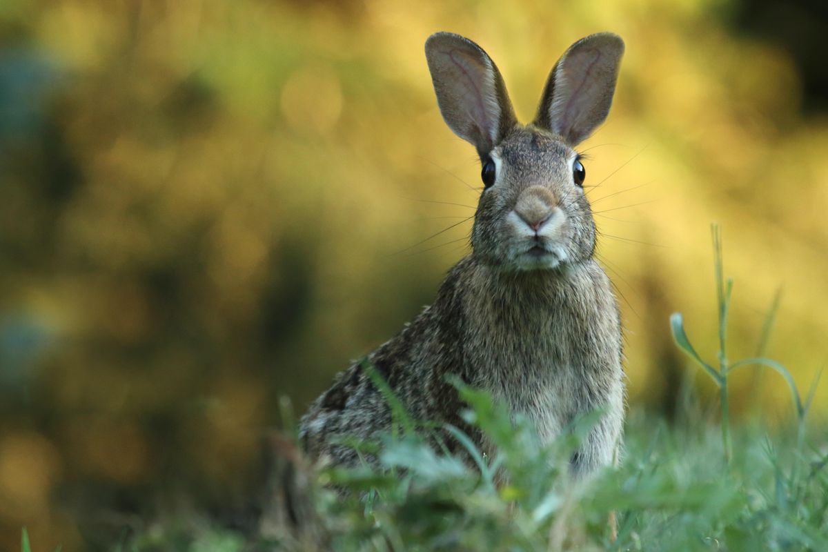 alternative meats, rabbits, wild game, responsibility