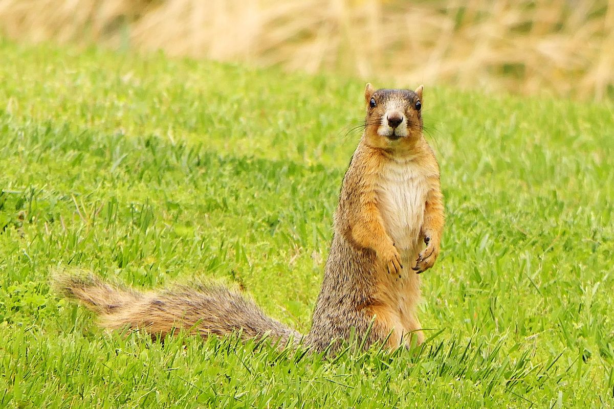 food, nature, industry, omnivore
