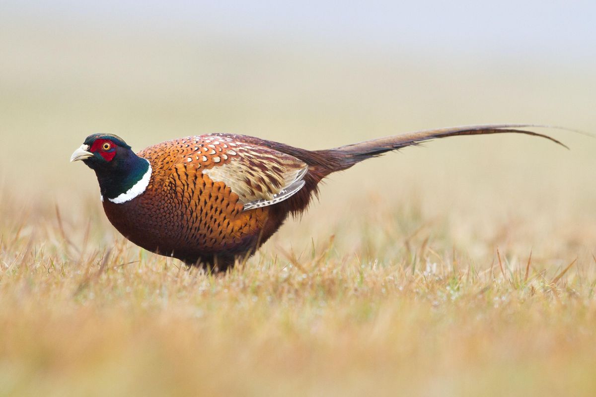 birds, migration, wild, available food source