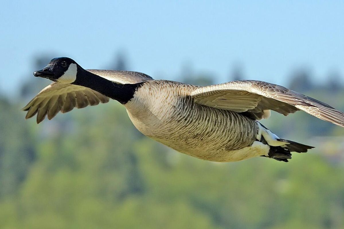 sustainable, nature, hunting, eco-freindly