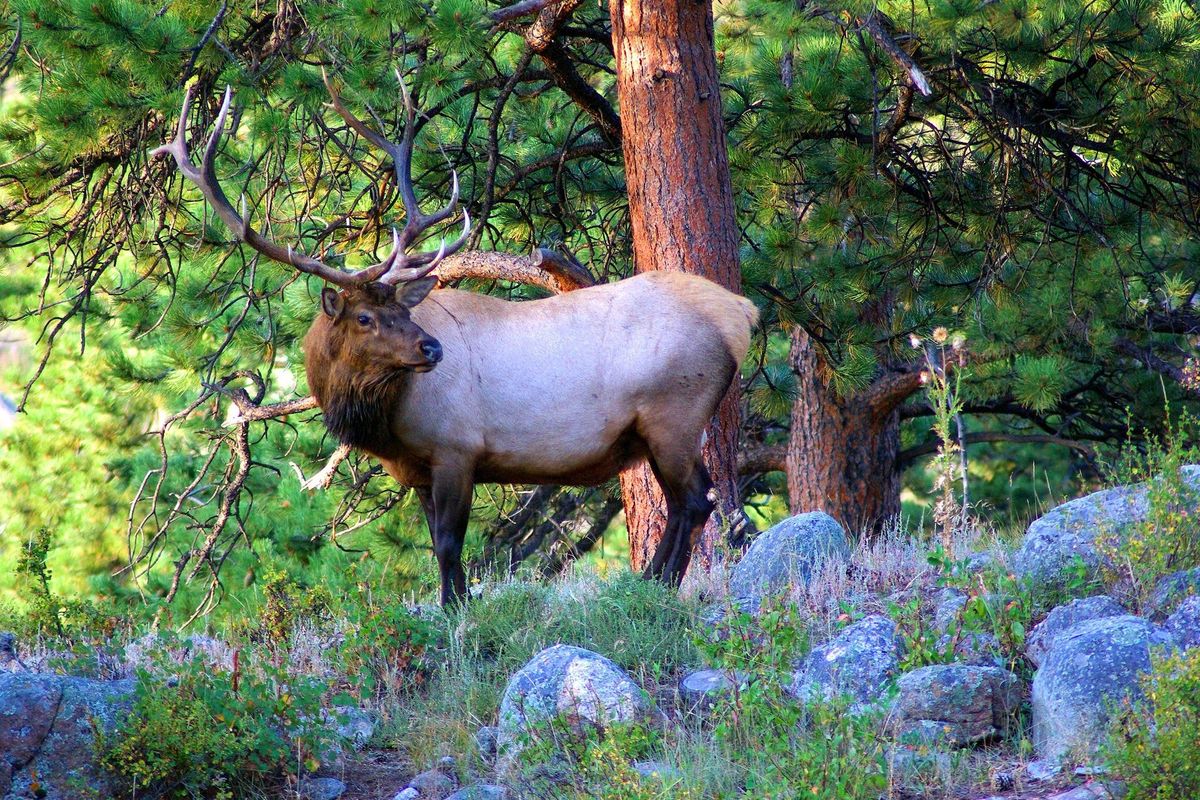 big game, hunting, elk, deer, healthy foods