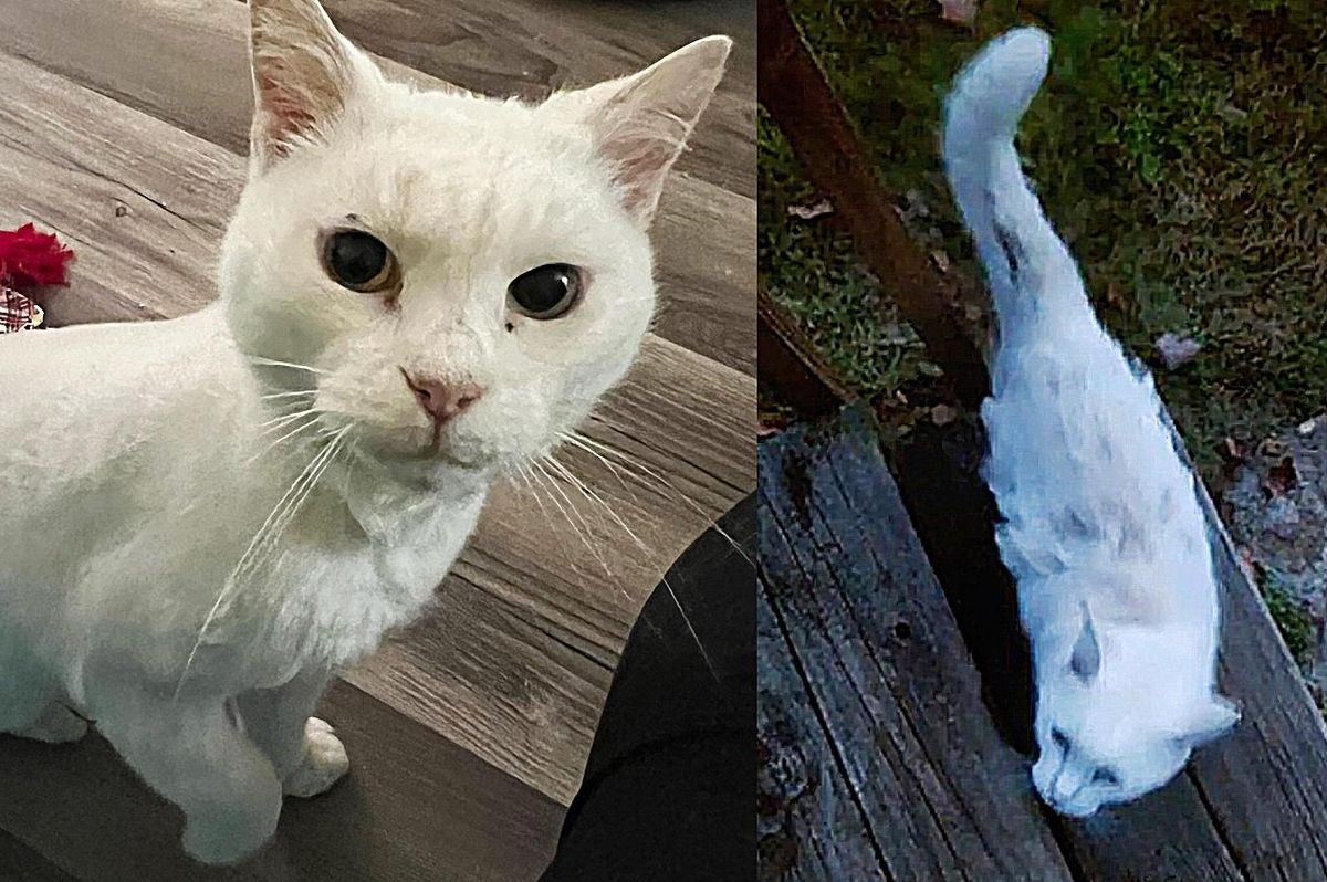Stray Cat Tries to Push His Way into a Home and Ends Up Changing His Life