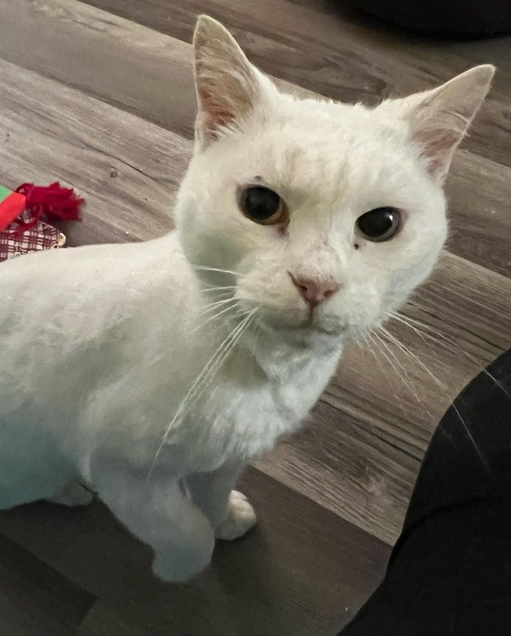happy cat fuller