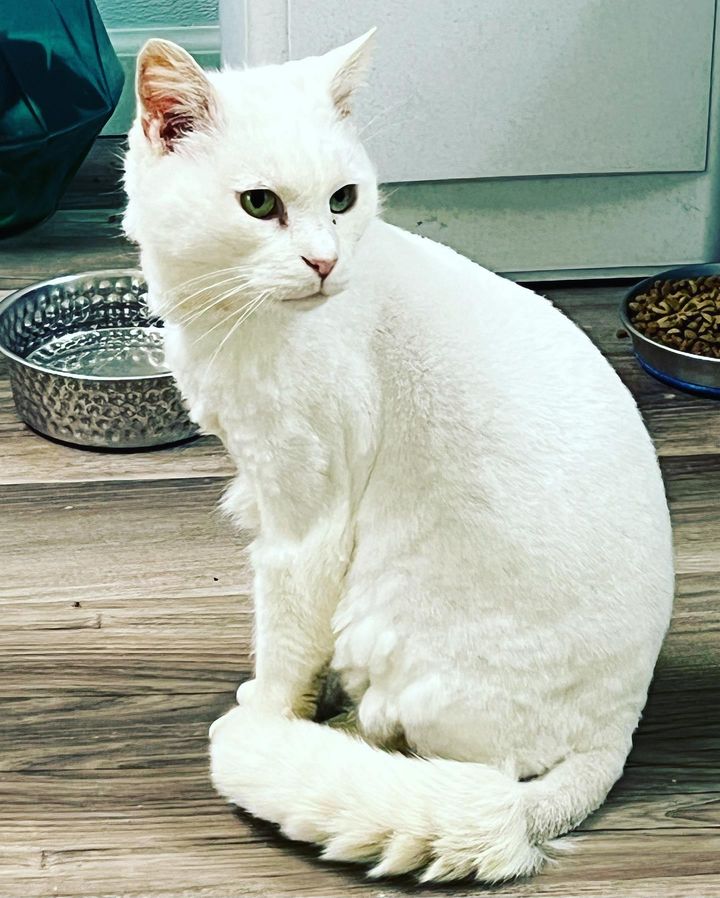cat transformed fuller