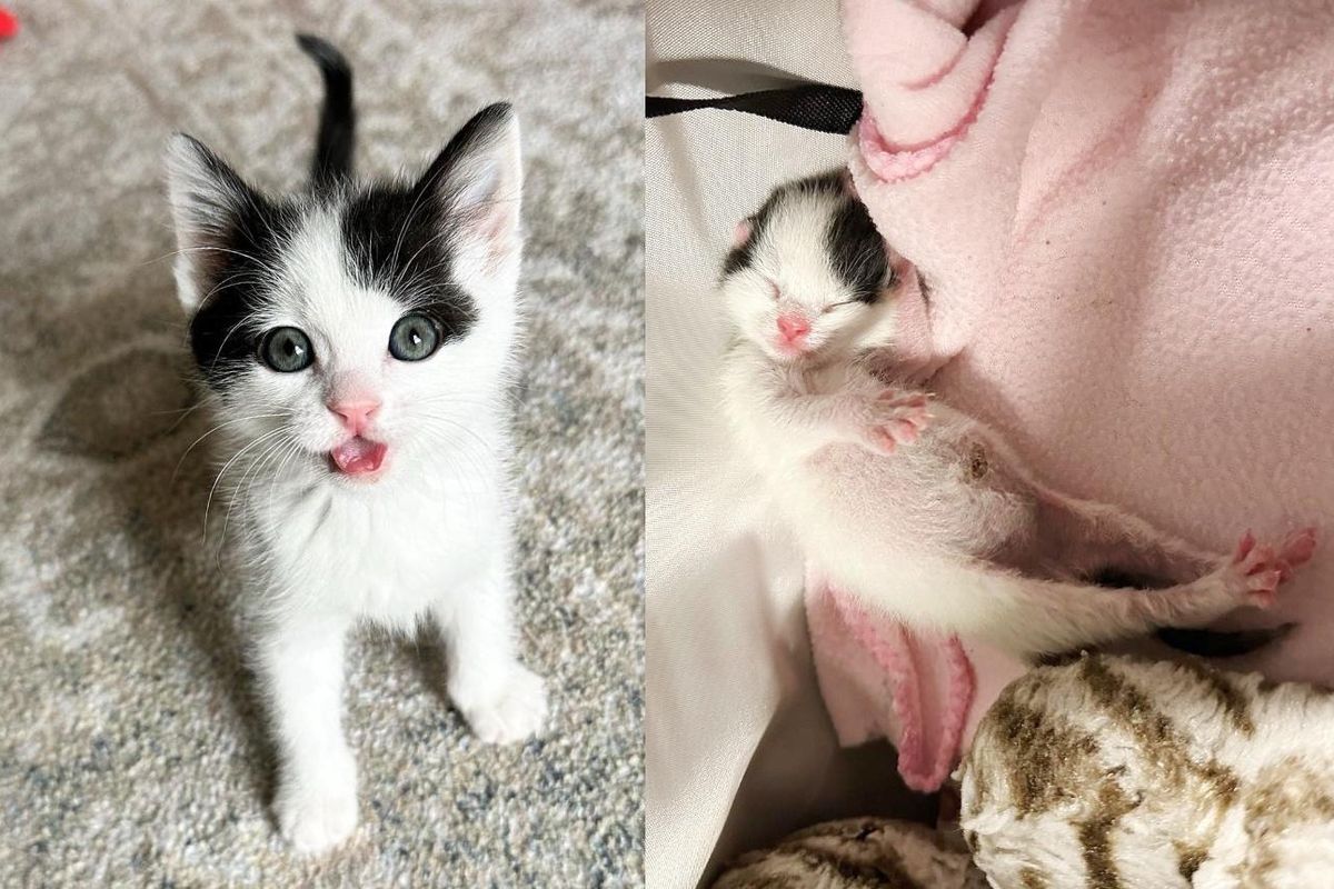 Kitten Transforms from Orphaned Newborn to Boisterous Young Cat with Family of His Dreams