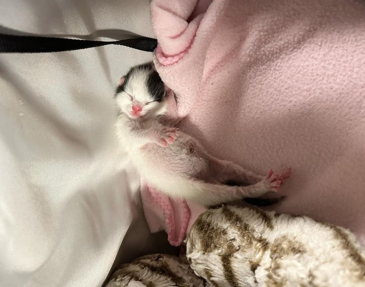 newborn kitten singleton