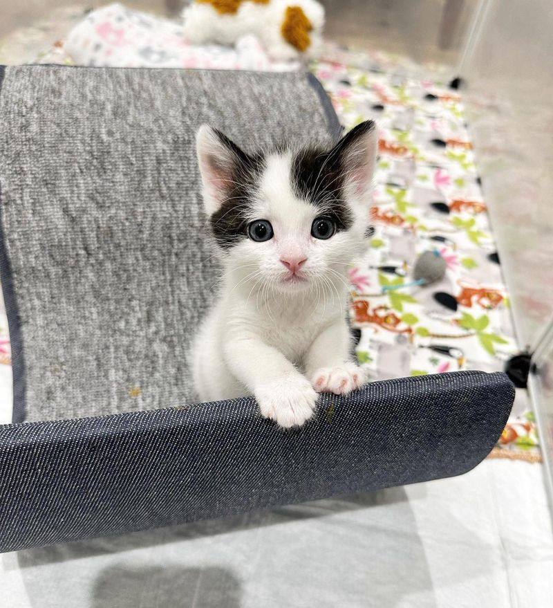 sweet kitten scratching toy