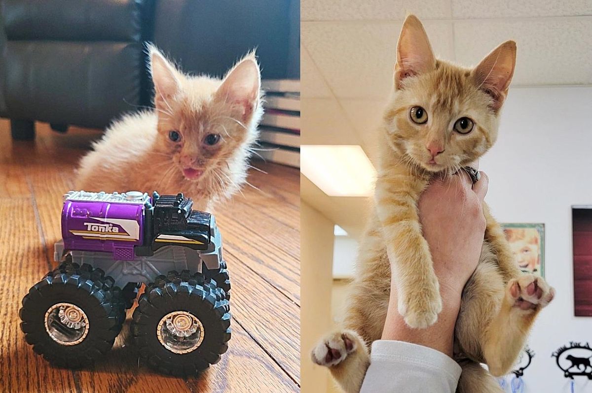 Kitten Whose Life is Completely Changed After Being Found 'Broken', Now Has a Place She Always Wanted
