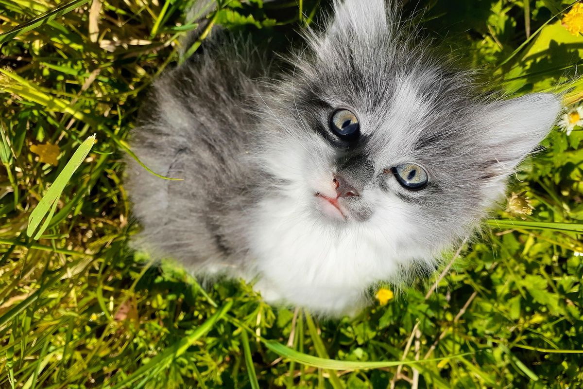A lovely fluffy kitty courtesy of Wonkette Operative Nathan