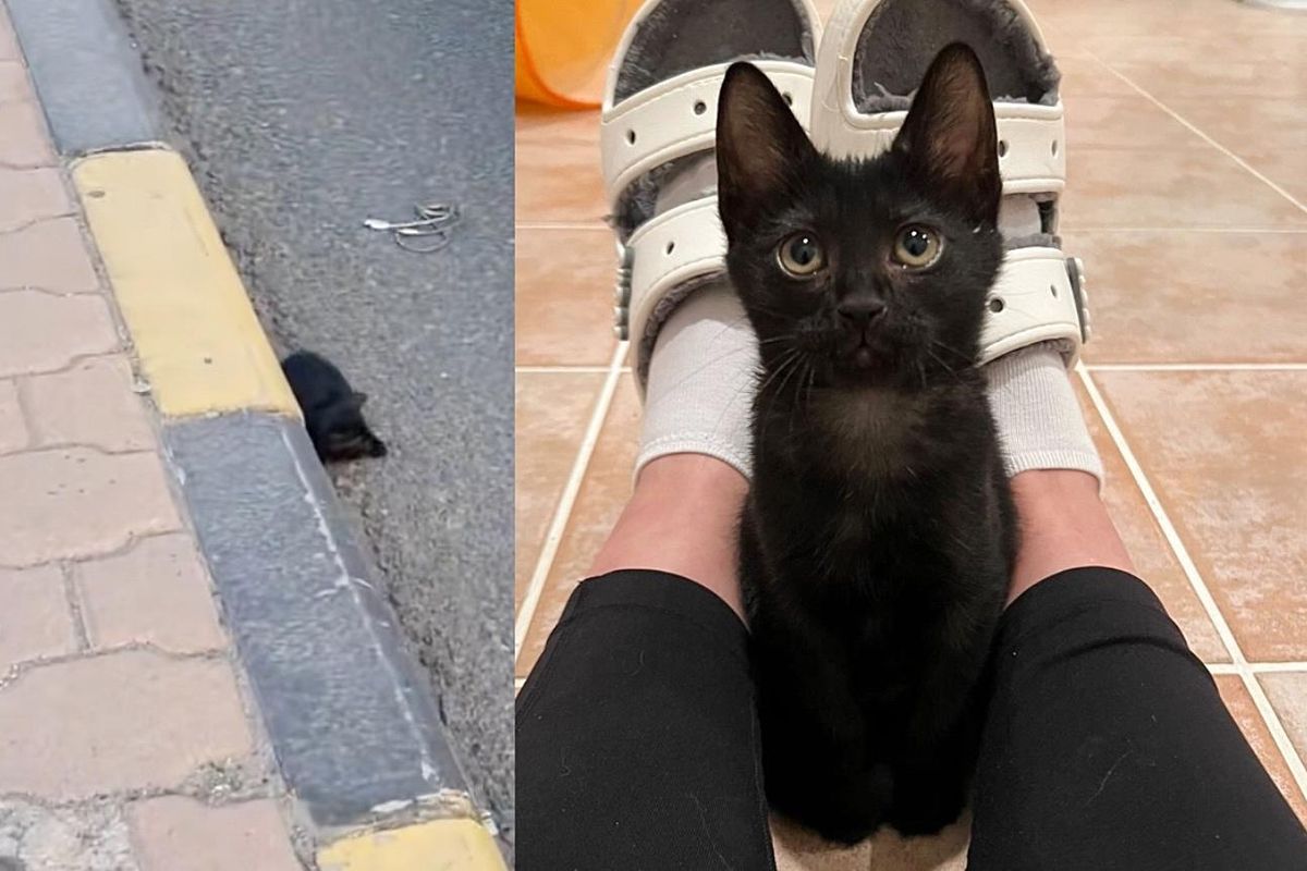 Kitten Waits Next to a Curb Until Help Arrives, Now Blossoms into Someone's Little Shadow