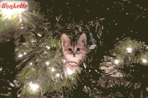 How The Evolution Of Domestic Cats Traces The History Of Colonization! Tabs, Mon., Dec. 19, 2022
