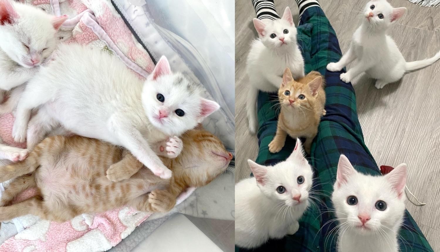 Cookie and Milk Kittens Wiggle Their Way into People s Hearts After a Family Stepped Up to Take Them in Love Meow