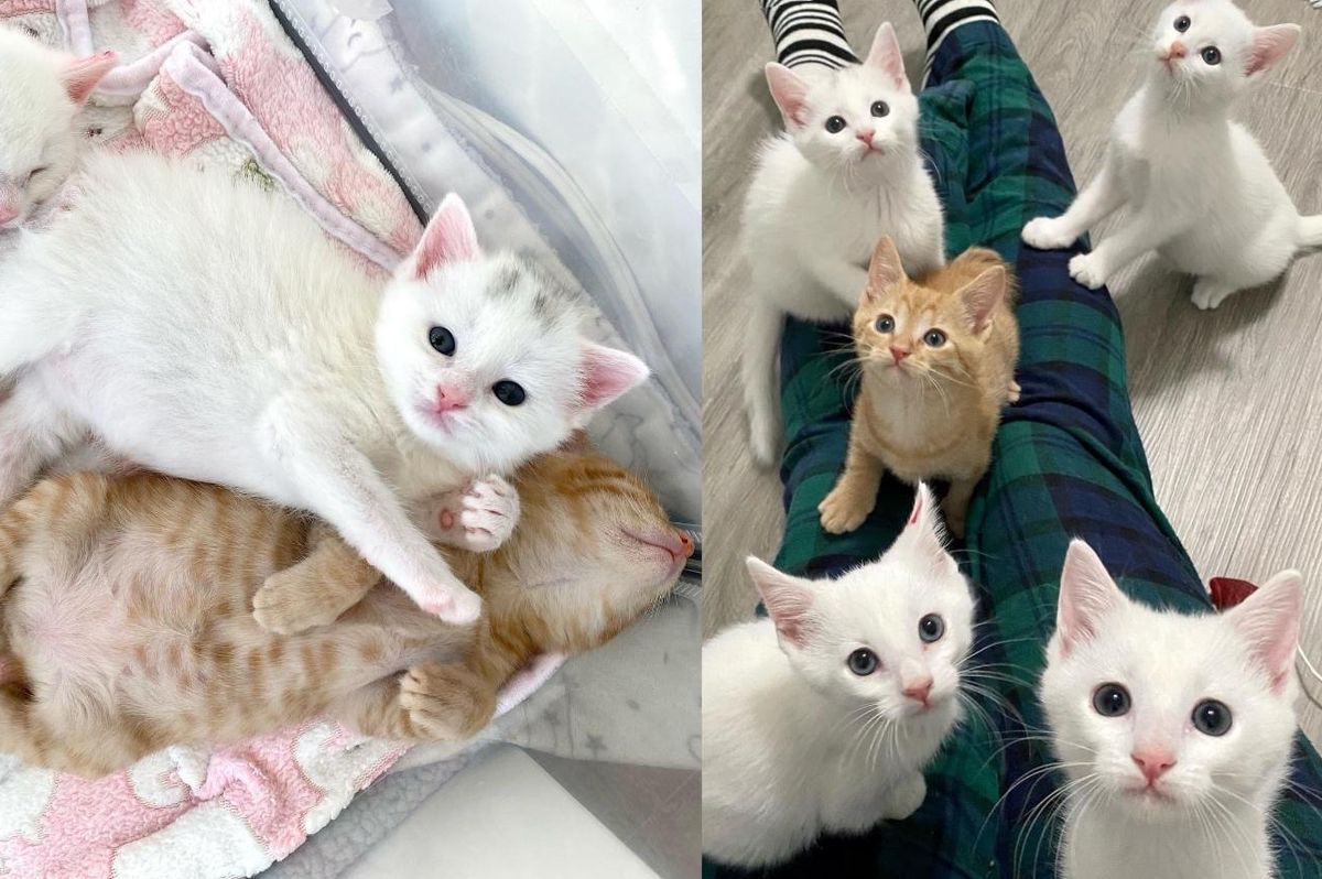 'Cookie and Milk' Kittens Wiggle Their Way into People's Hearts After a Family Stepped Up to Take Them in
