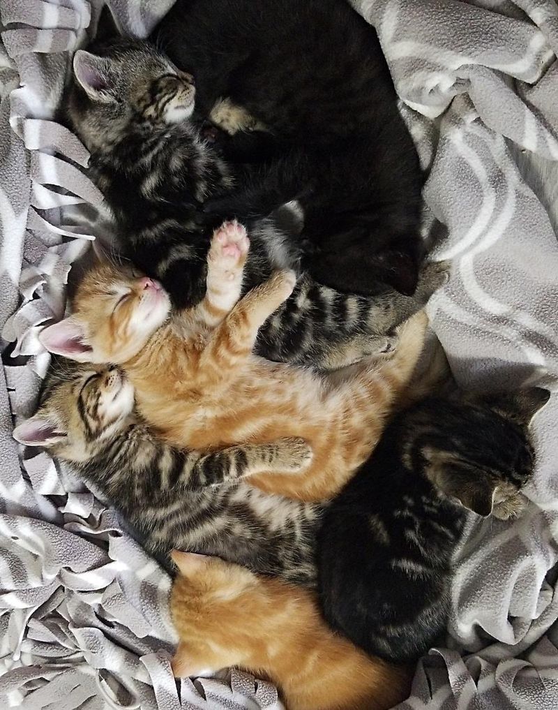 snuggly sleeping kittens