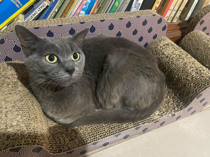 beautiful grey cat smokey