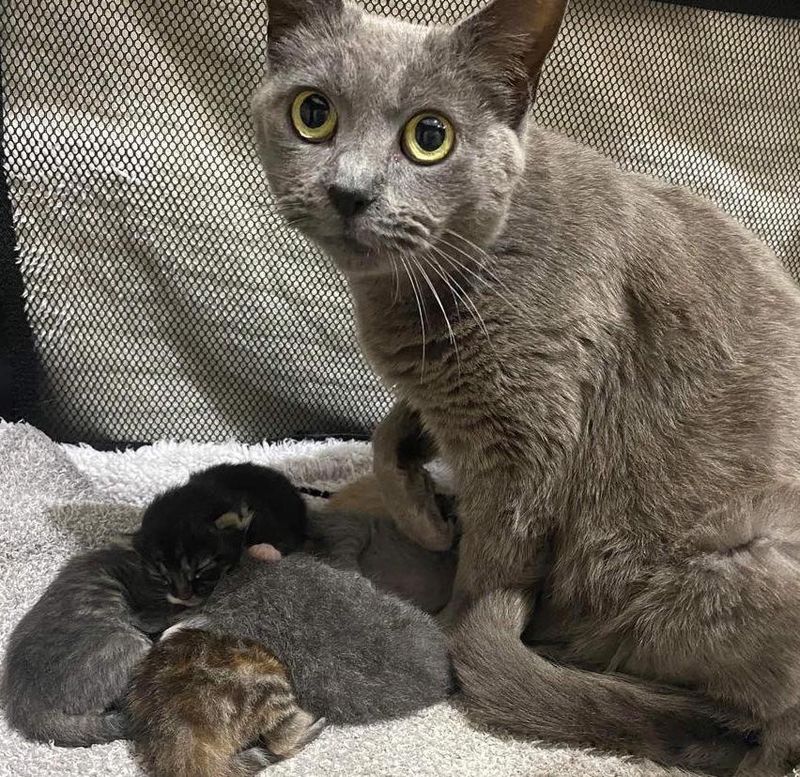 cat mom kittens