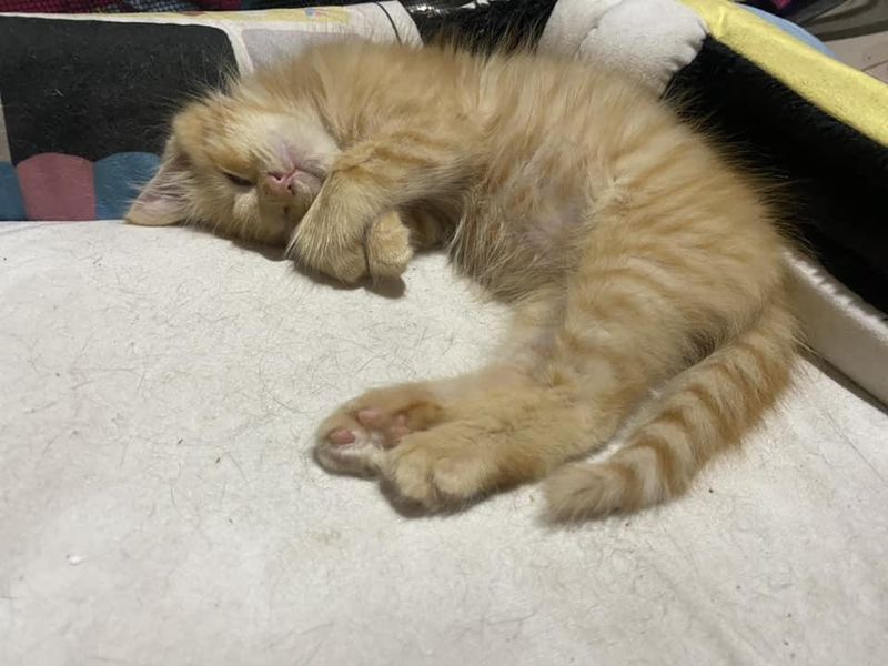 sleeping ginger kitten