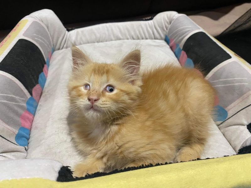 ginger blind kitten amigo