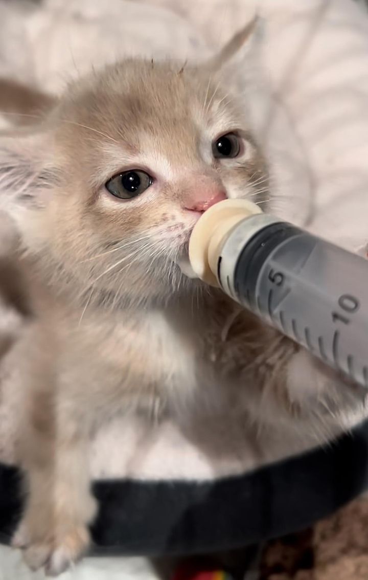 kitten bottle baby