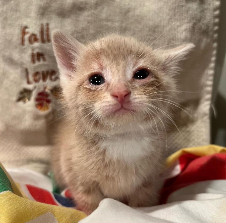 teary eyed kitten eggnog