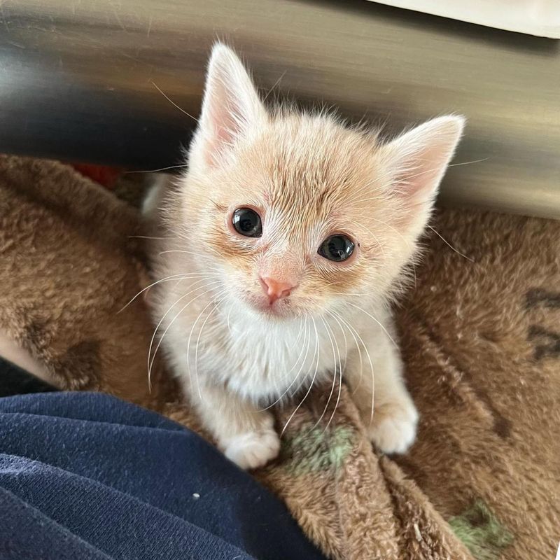 office kitten