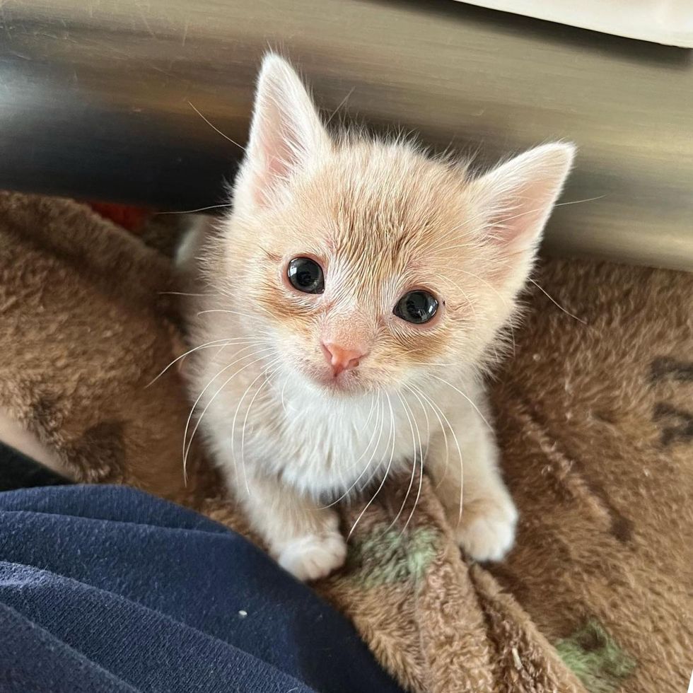 Kitten Has Never Missed a Single Meal Since the Day He Was Rescued as a ...