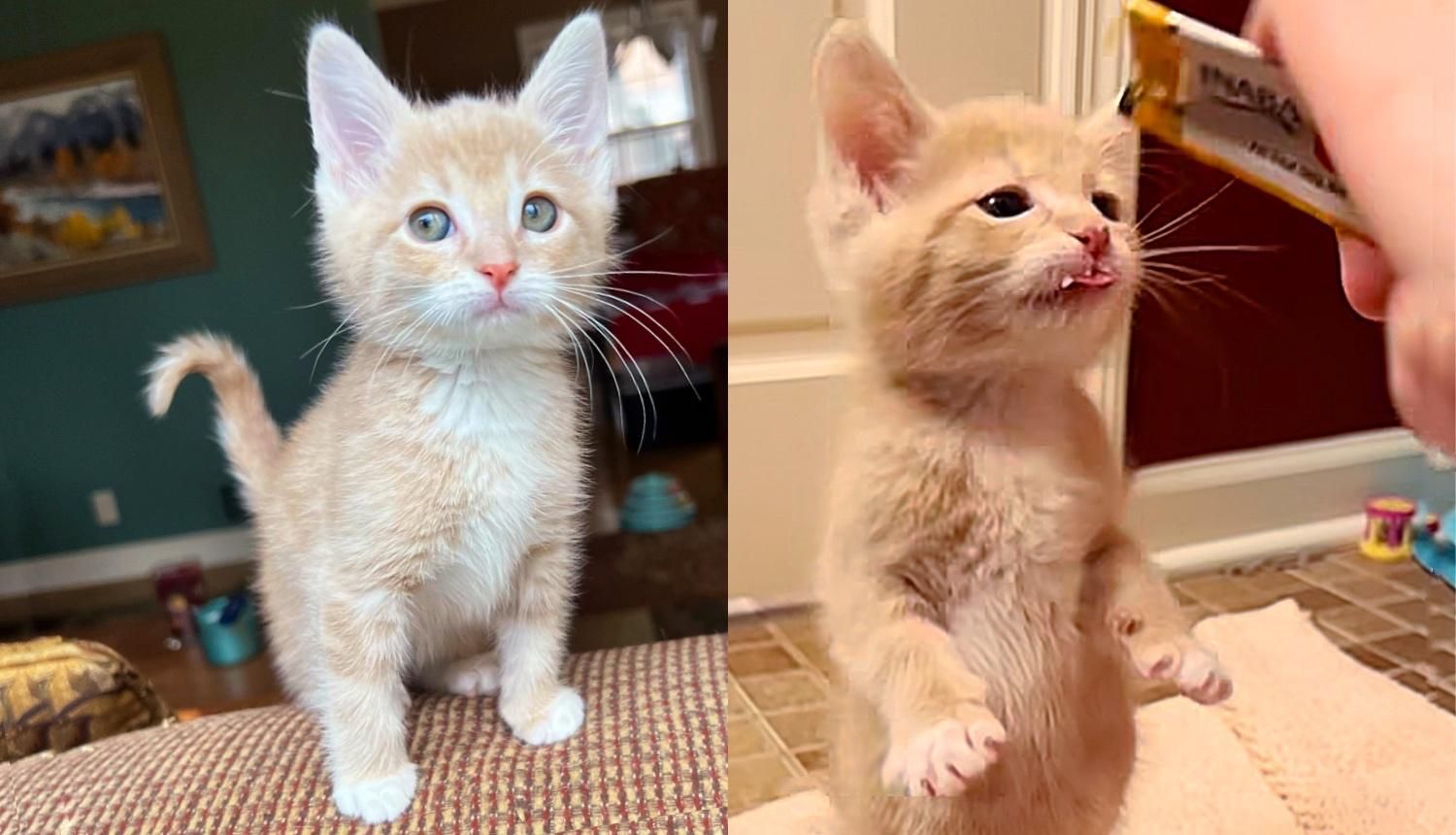 Kitten still store hungry after feeding