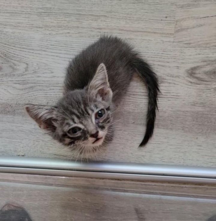 tiny kitten lilo