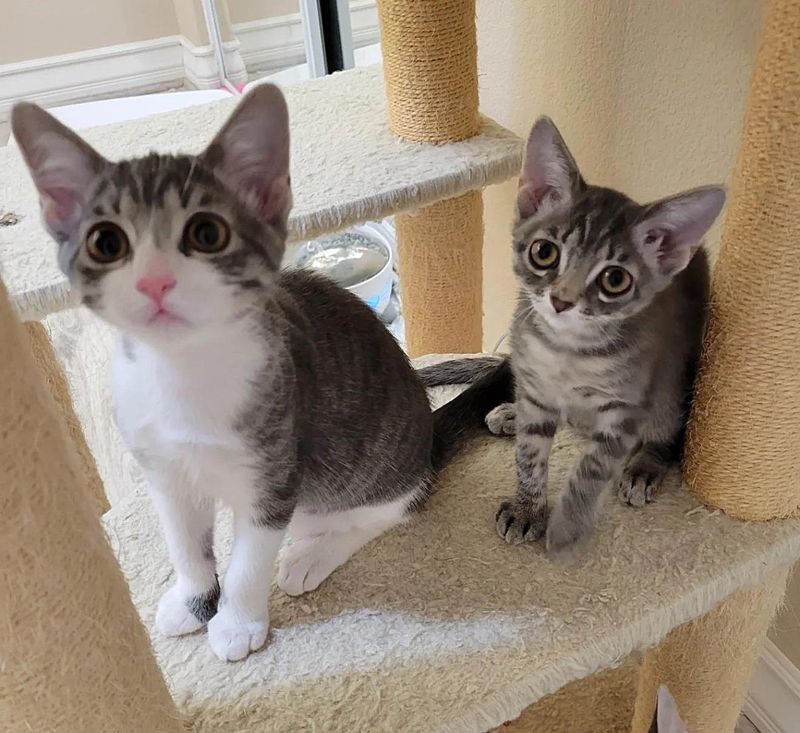 best friends kittens