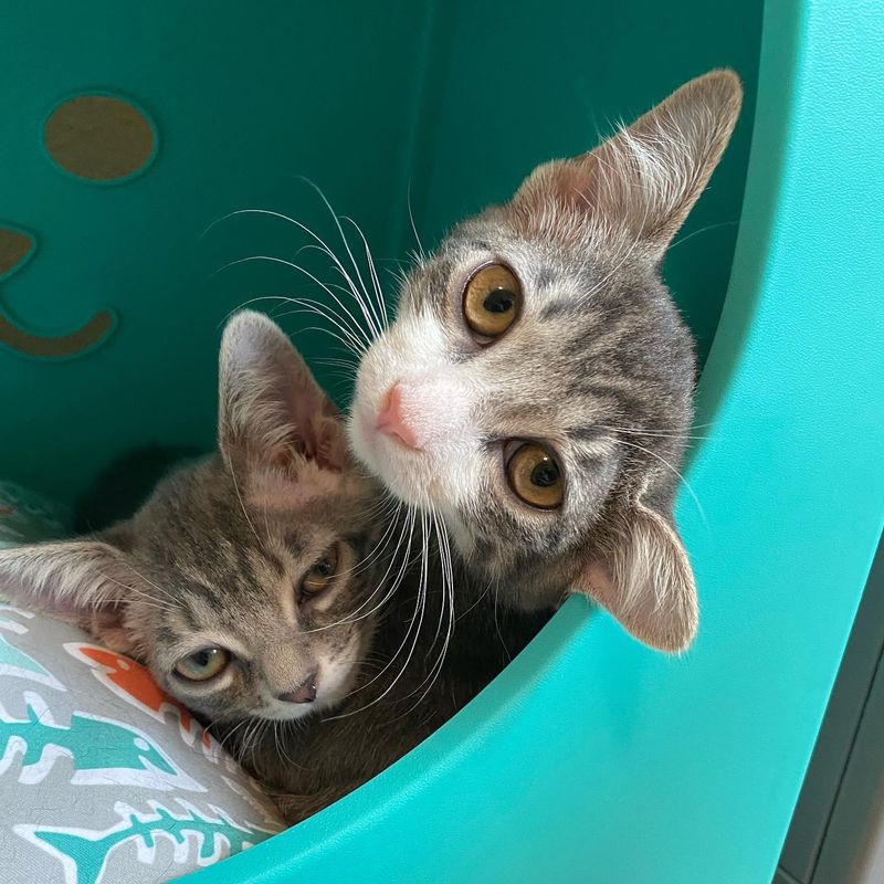 best snuggly friends kittens