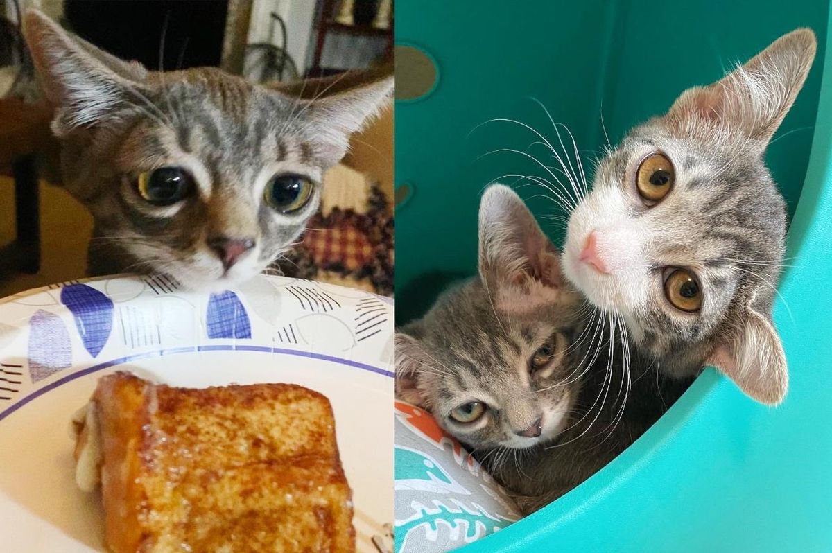 'Lilo' the Kitten Never Grew into Those Big Ears But Gained a New Life with Her Best Friend