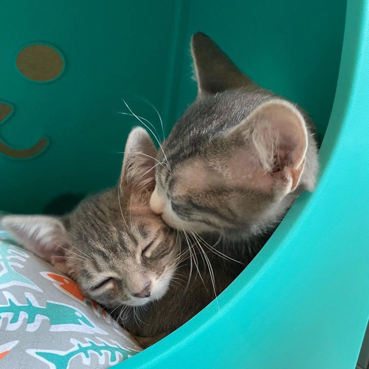 cat snuggles kisses kitten