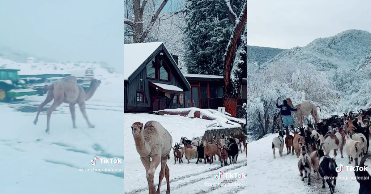 ​Albert jumping in the snow;Albert leading goats;Albert looking at a snow covered tree